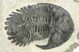 Bargain, Hollardops Trilobite - Ofaten, Morocco #254495-2